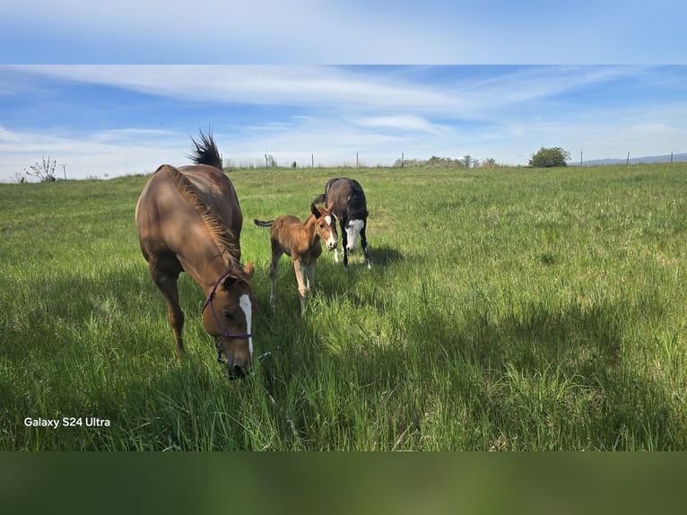 American Paint Horse Hengst Veulen (04/2026) Vos in Chbany