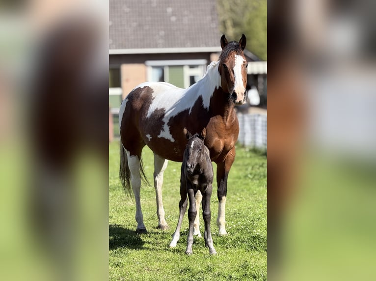 American Paint Horse Hengst Veulen (04/2026) Zwart in Sebaldeburen