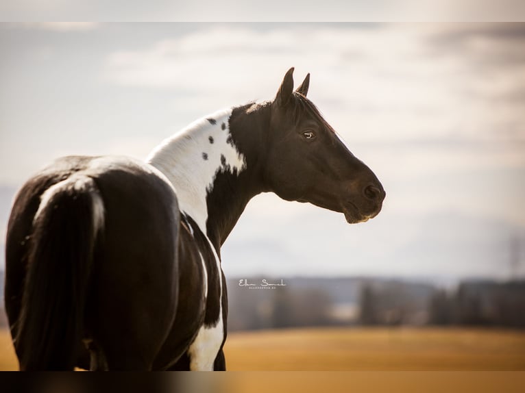 American Paint Horse Hengst in Haldenwang