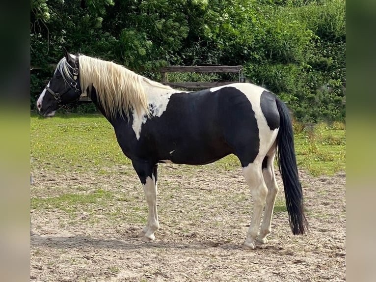 American Paint Horse Hengst Zwart in DüsseldorfDüsseldorf