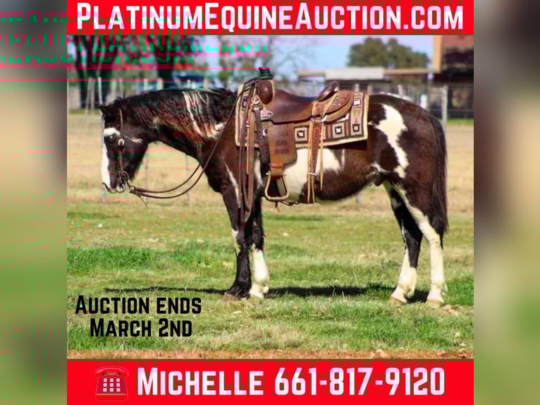 American Paint Horse Hongre 10 Ans 137 cm Overo-toutes couleurs in Stephenville Tx
