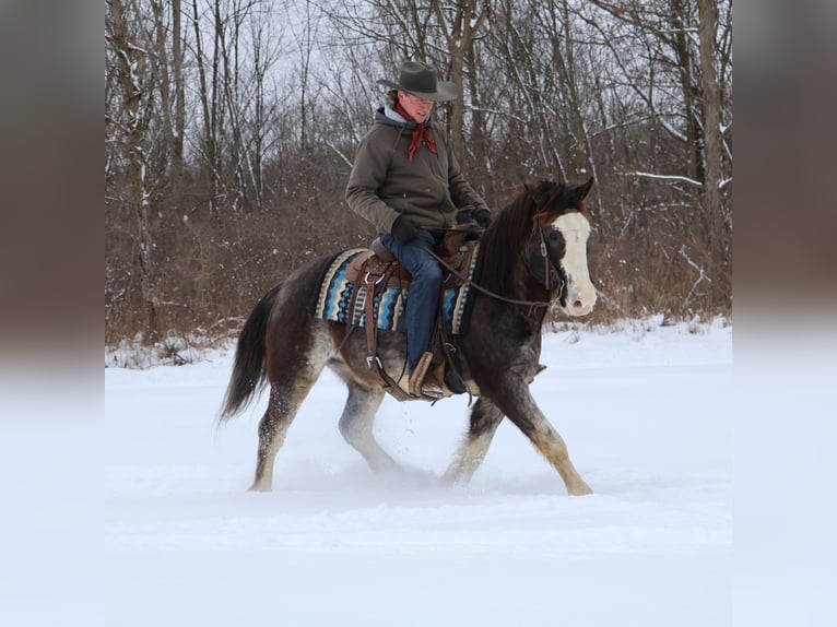 American Paint Horse Hongre 10 Ans 145 cm Rouan Bleu in Howell