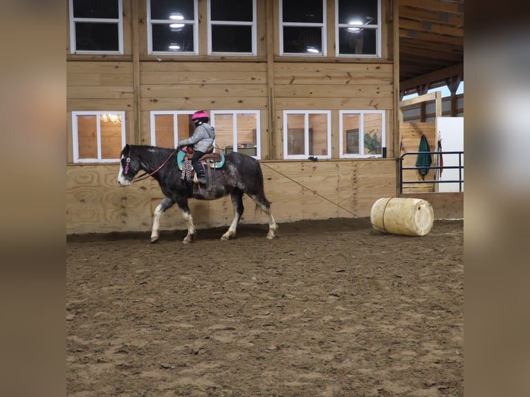 American Paint Horse Hongre 10 Ans 145 cm Rouan Bleu in Howell