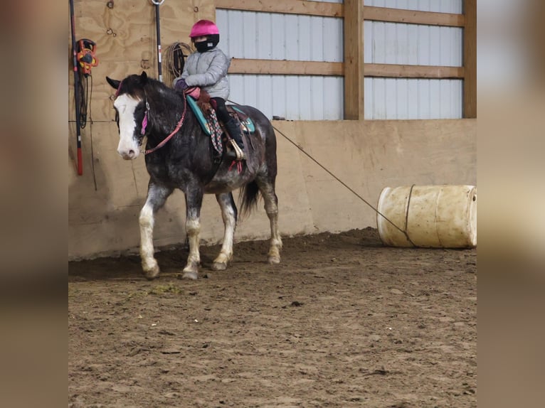 American Paint Horse Hongre 10 Ans 145 cm Rouan Bleu in Howell