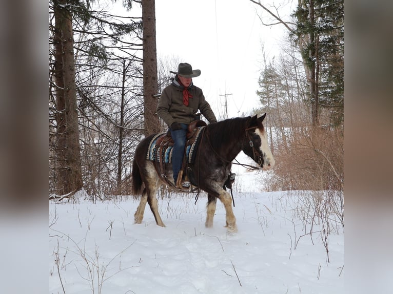 American Paint Horse Hongre 10 Ans 145 cm Rouan Bleu in Howell