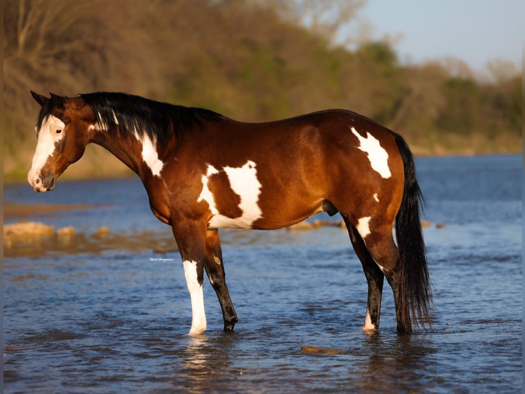 American Paint Horse Hongre 10 Ans 147 cm Bai cerise in Weatherford