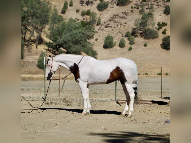 American Paint Horse Hongre 10 Ans 150 cm Tobiano-toutes couleurs in Paicines CA