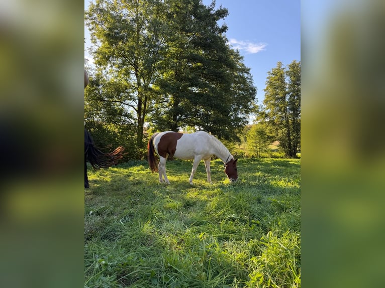 American Paint Horse Hongre 10 Ans 152 cm Tobiano-toutes couleurs in Eschau