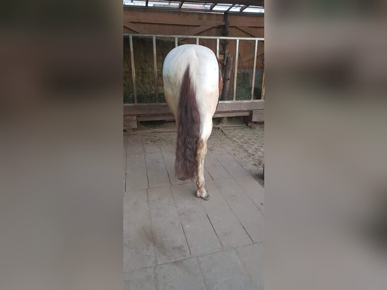American Paint Horse Hongre 10 Ans 152 cm Tobiano-toutes couleurs in Eschau