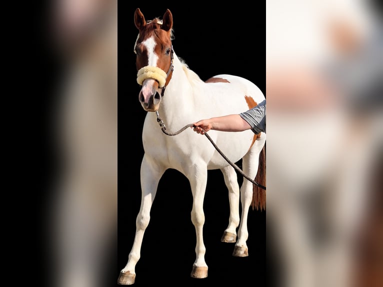 American Paint Horse Hongre 10 Ans 152 cm Tobiano-toutes couleurs in Eschau