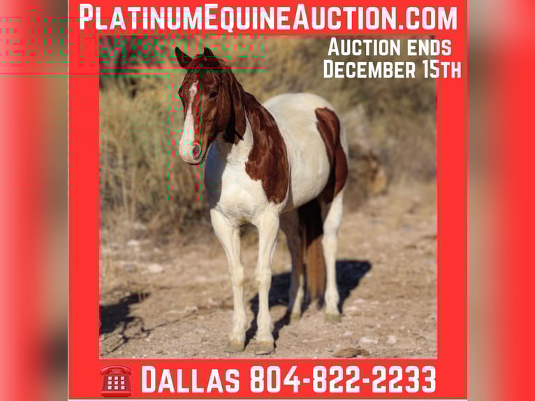 American Paint Horse Hongre 10 Ans 152 cm Tobiano-toutes couleurs in Camp Verde AZ