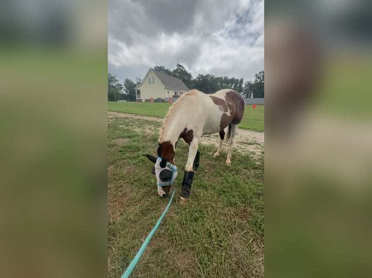 American Paint Horse Hongre 10 Ans 152 cm Tobiano-toutes couleurs in Fountain Inn