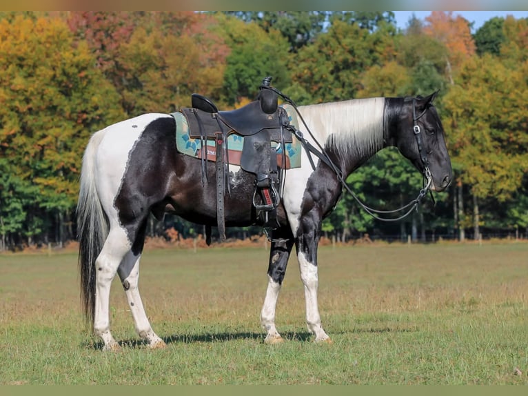 American Paint Horse Hongre 10 Ans 155 cm Pinto in Clarion