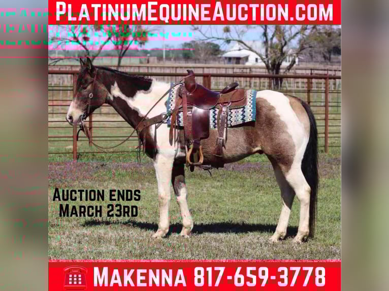 American Paint Horse Hongre 10 Ans 155 cm Tobiano-toutes couleurs in Lipan TX