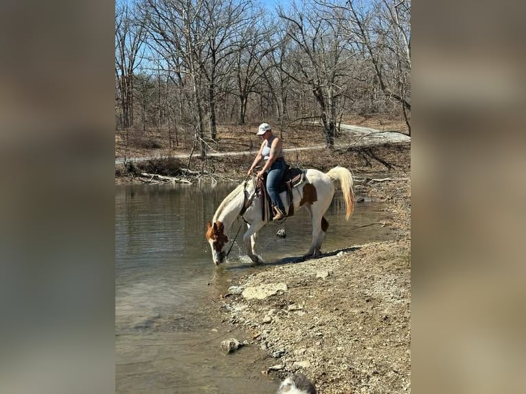 American Paint Horse Hongre 10 Ans 157 cm Tobiano-toutes couleurs in Princeton