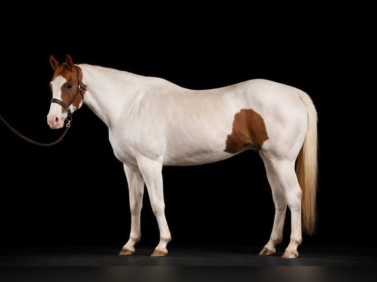 American Paint Horse Hongre 10 Ans 157 cm Tobiano-toutes couleurs in Princeton