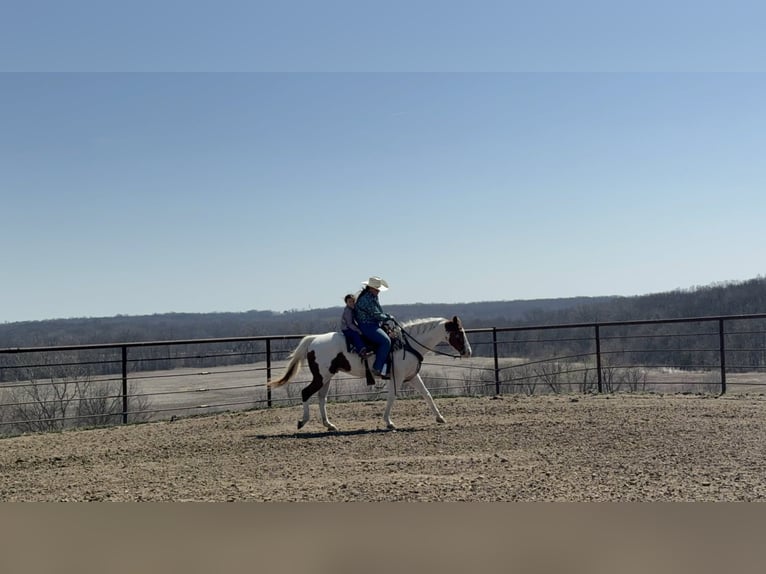 American Paint Horse Hongre 10 Ans 157 cm Tobiano-toutes couleurs in Princeton