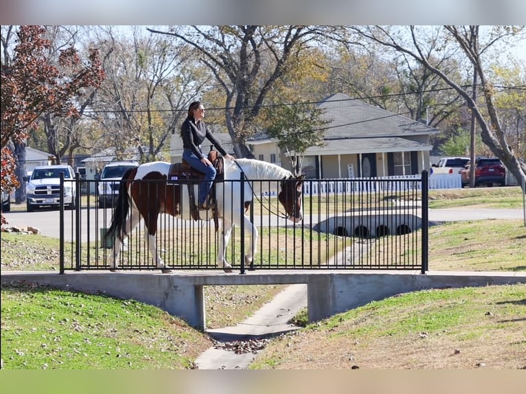 American Paint Horse Croisé Hongre 10 Ans 160 cm Pinto in Forney