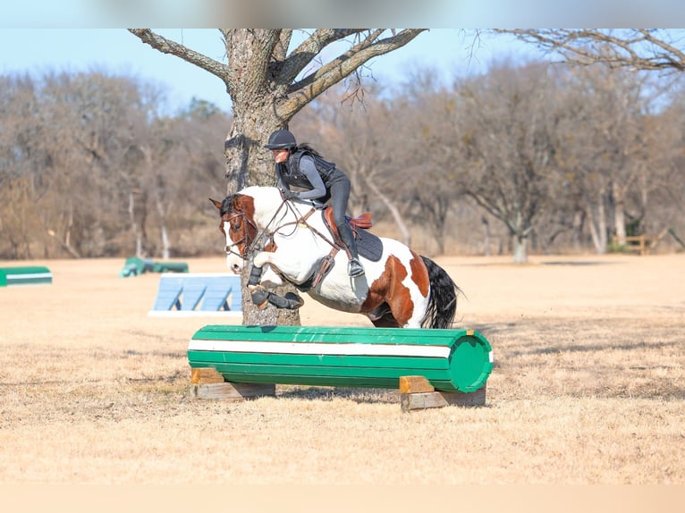 American Paint Horse Croisé Hongre 10 Ans 160 cm Pinto in Forney