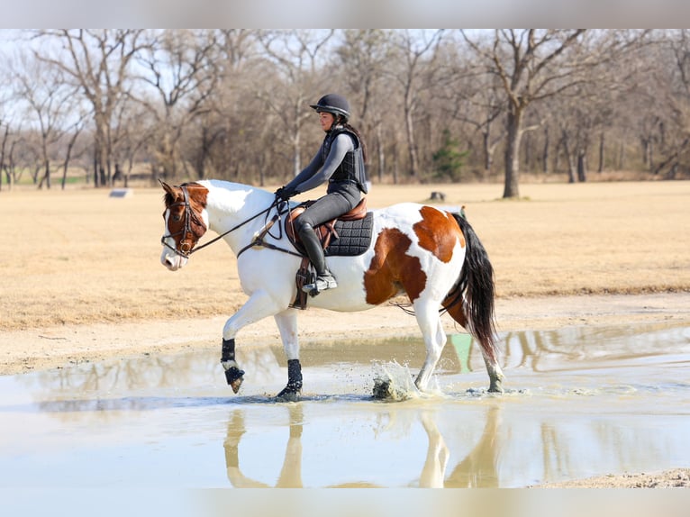 American Paint Horse Croisé Hongre 10 Ans 160 cm Pinto in Forney