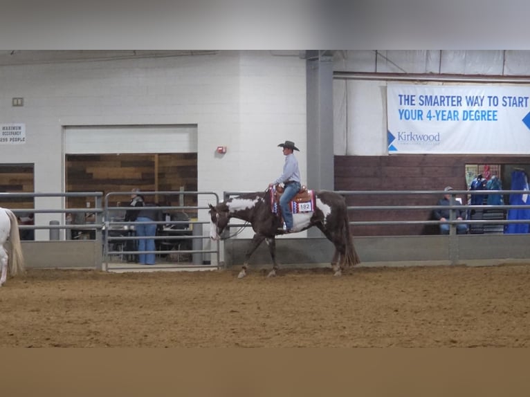 American Paint Horse Hongre 10 Ans 163 cm Alezan brûlé in Mechanicsville