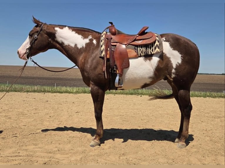 American Paint Horse Hongre 10 Ans 163 cm Alezan brûlé in Mechanicsville