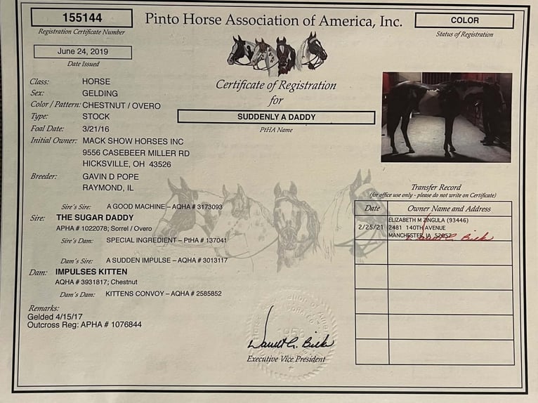 American Paint Horse Hongre 10 Ans 163 cm Alezan brûlé in Mechanicsville