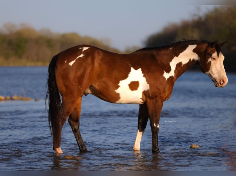 American Paint Horse Hongre 10 Ans Pinto in Weatherford