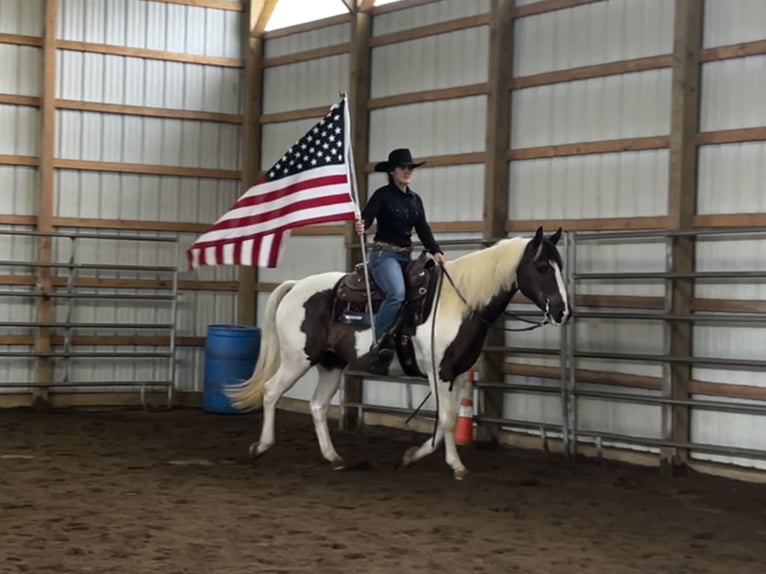 American Paint Horse Hongre 10 Ans Pinto in Burgettstown