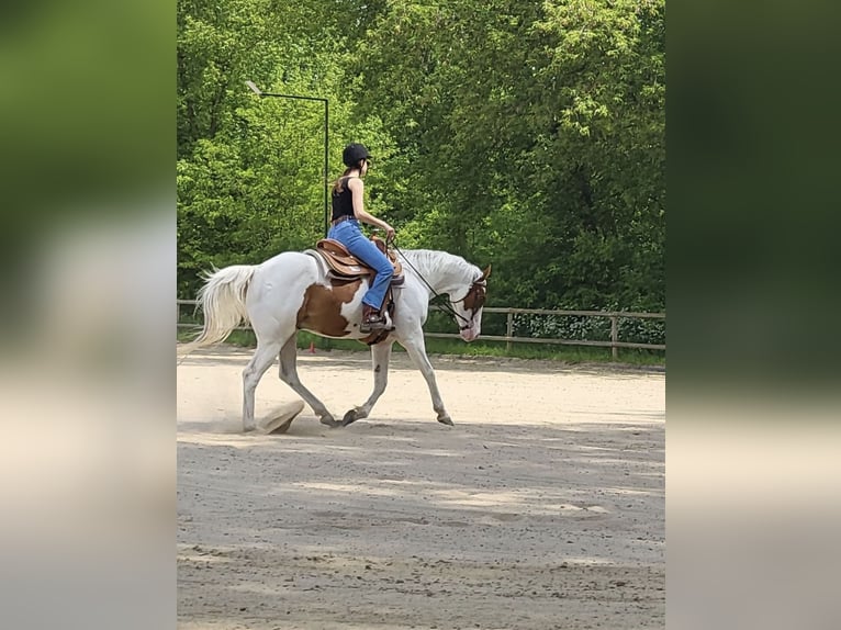 American Paint Horse Hongre 10 Ans Tovero-toutes couleurs in Gro&#xDF; Kienitz