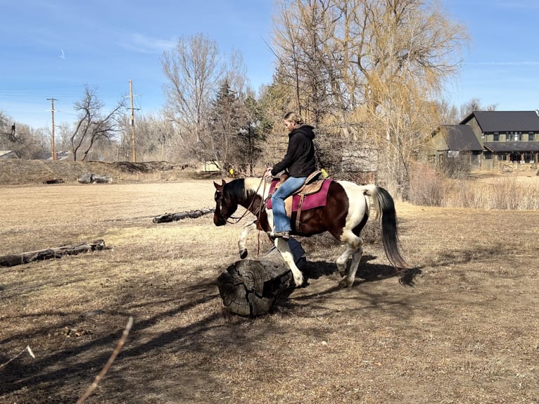 American Paint Horse Hongre 11 Ans 142 cm Tobiano-toutes couleurs in Fort Collins