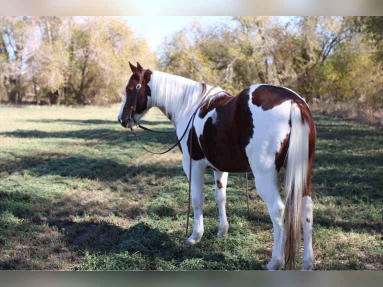 American Paint Horse Hongre 11 Ans 142 cm Tobiano-toutes couleurs in El Paso Tx