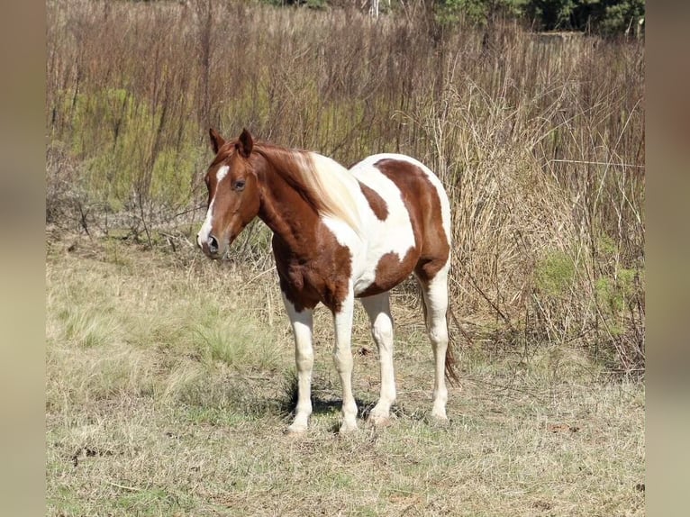 American Paint Horse Hongre 11 Ans 142 cm Tobiano-toutes couleurs in Poolville KY