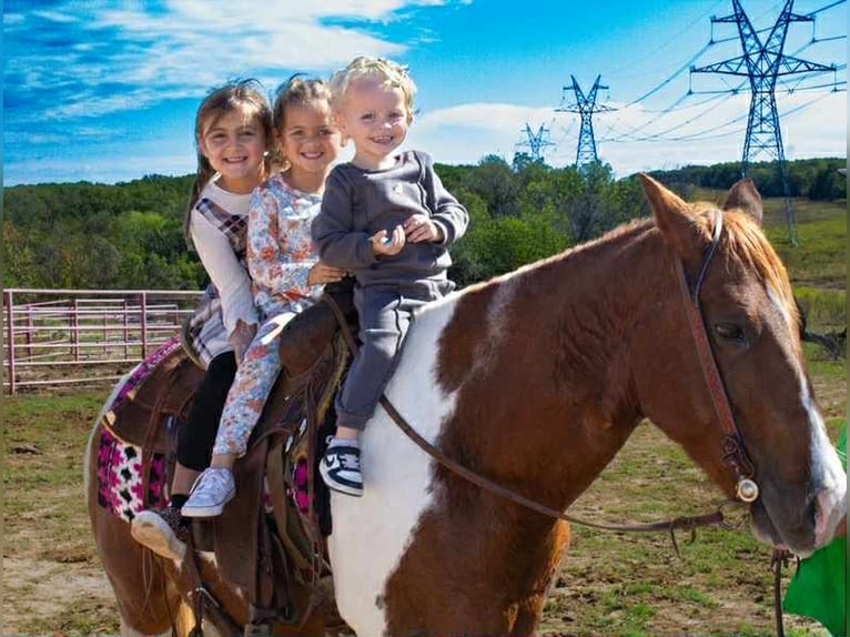 American Paint Horse Hongre 11 Ans 142 cm Tobiano-toutes couleurs in Poolville KY