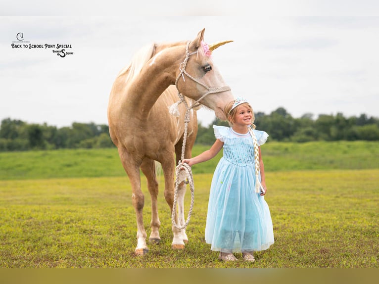 American Paint Horse Hongre 11 Ans 145 cm Pinto in Clover