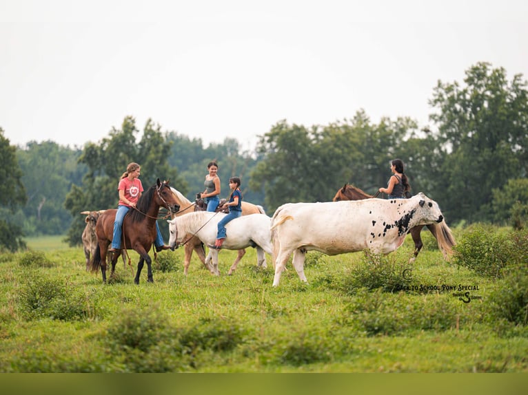 American Paint Horse Hongre 11 Ans 145 cm Pinto in Clover