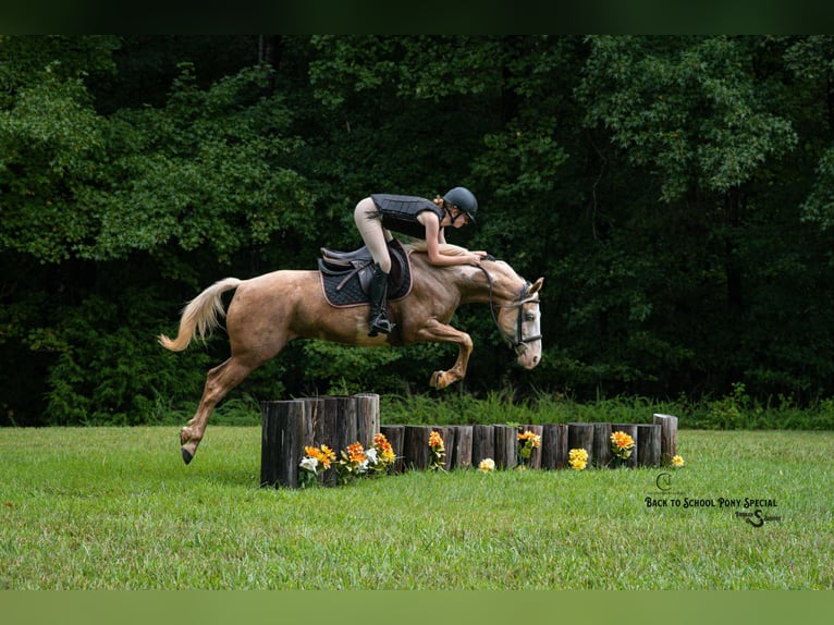 American Paint Horse Hongre 11 Ans 145 cm Pinto in Clover