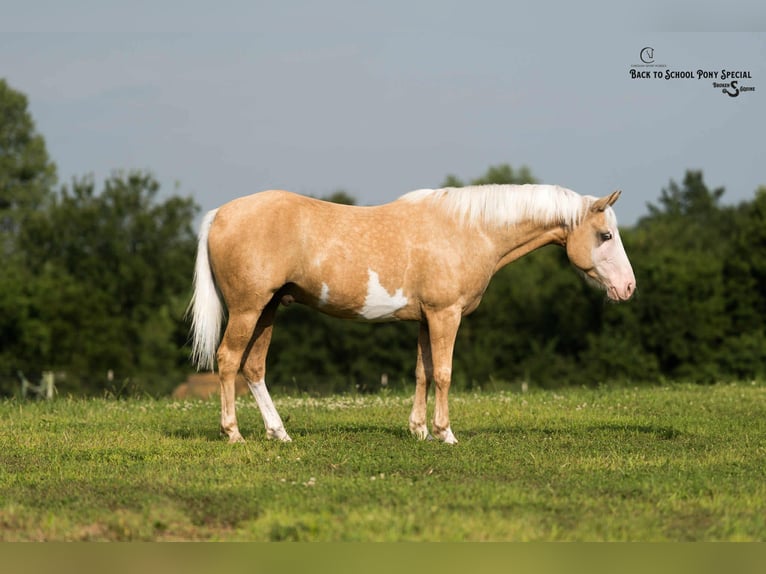 American Paint Horse Hongre 11 Ans 145 cm Pinto in Clover