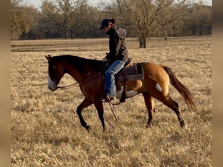 American Paint Horse Hongre 11 Ans 147 cm Isabelle in Dennis