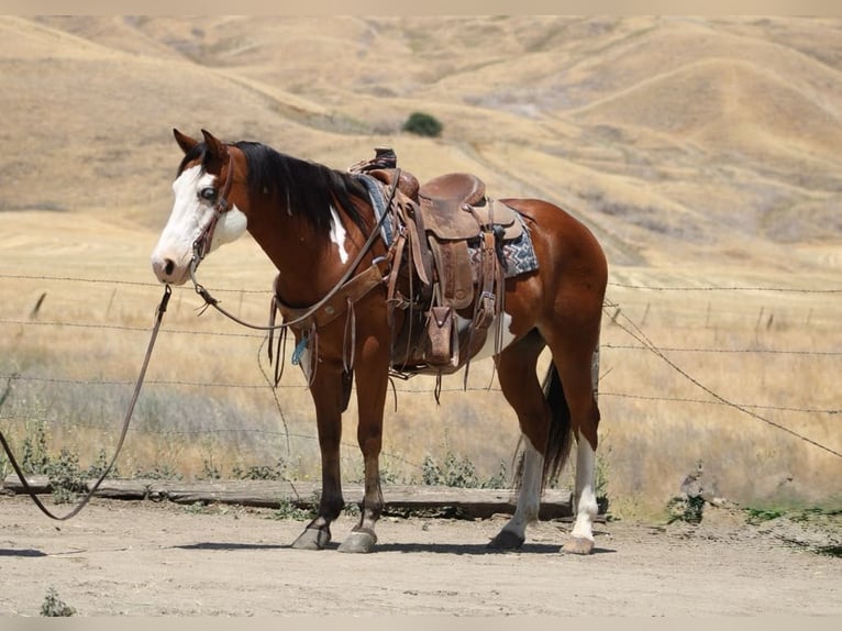 American Paint Horse Hongre 11 Ans 147 cm Overo-toutes couleurs in Paicines CA