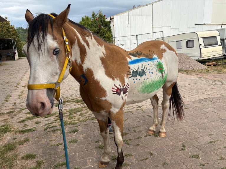 American Paint Horse Croisé Hongre 11 Ans 152 cm Pinto in Kusel