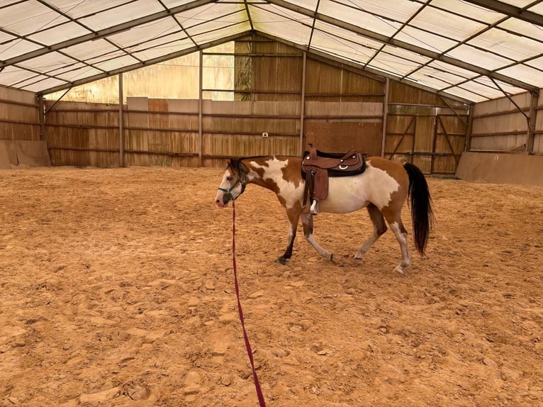 American Paint Horse Croisé Hongre 11 Ans 152 cm Pinto in Kusel