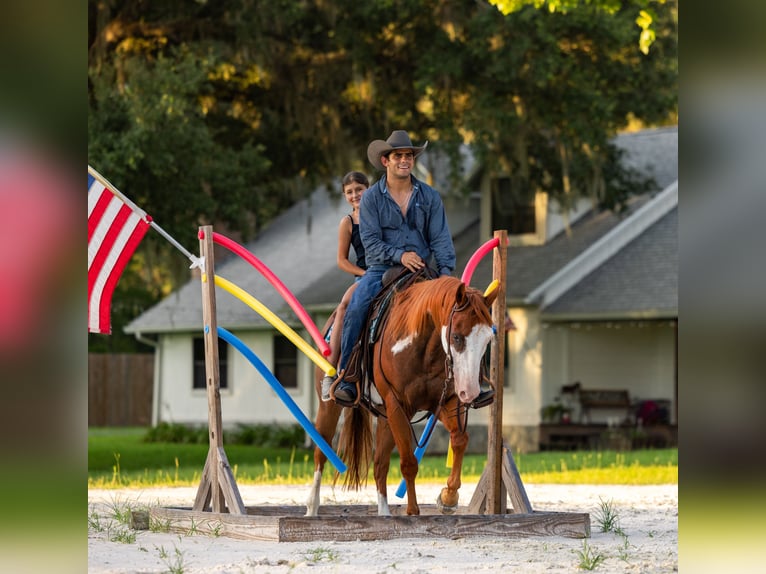 American Paint Horse Hongre 11 Ans 152 cm Pinto in Ocala