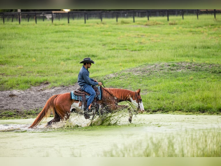 American Paint Horse Hongre 11 Ans 152 cm Pinto in Ocala