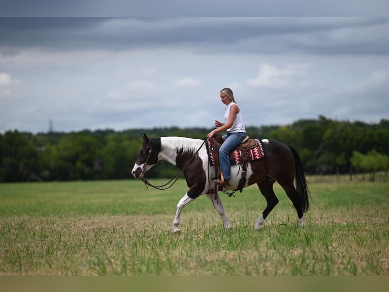 American Paint Horse Hongre 11 Ans 152 cm Pinto in Waco