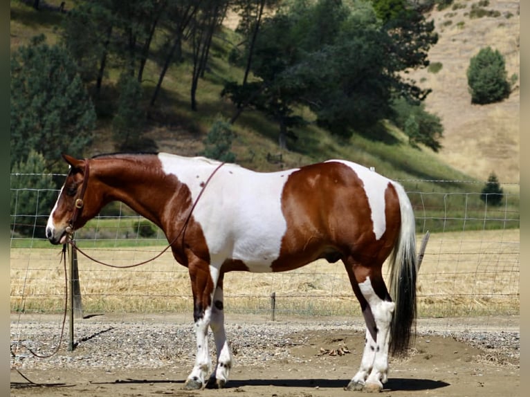 American Paint Horse Hongre 11 Ans 152 cm Tobiano-toutes couleurs in Tres Pinos