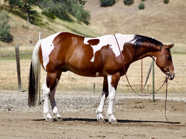 American Paint Horse Hongre 11 Ans 152 cm Tobiano-toutes couleurs in Tres Pinos