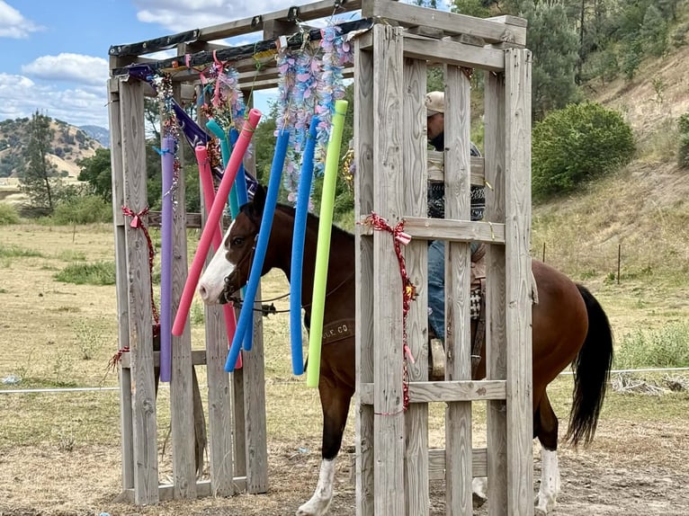 American Paint Horse Hongre 11 Ans 152 cm Tobiano-toutes couleurs in Tres Pinos