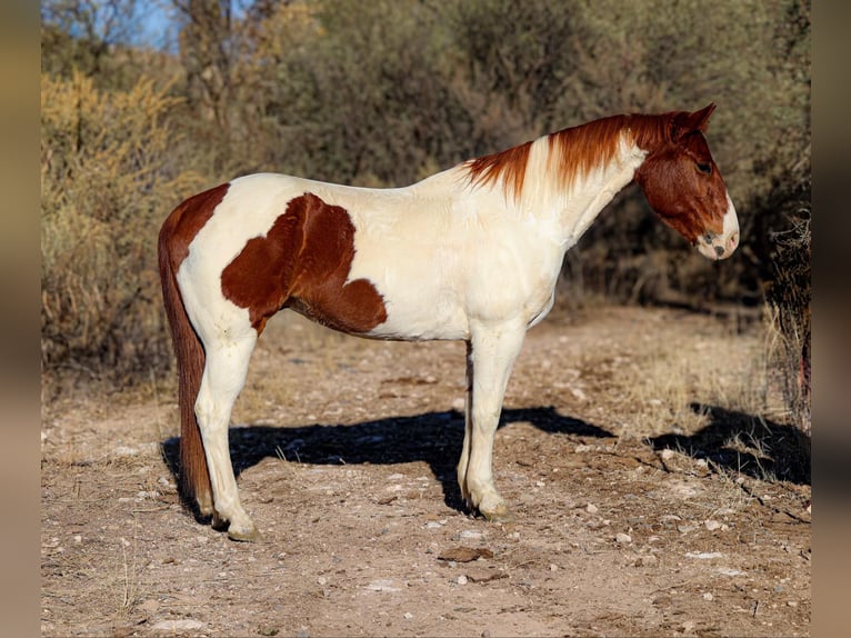 American Paint Horse Hongre 11 Ans 152 cm Tobiano-toutes couleurs in Camp Verde AZ