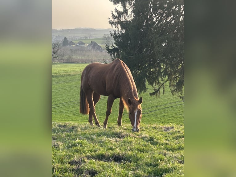 American Paint Horse Hongre 11 Ans 155 cm Alezan in Bern